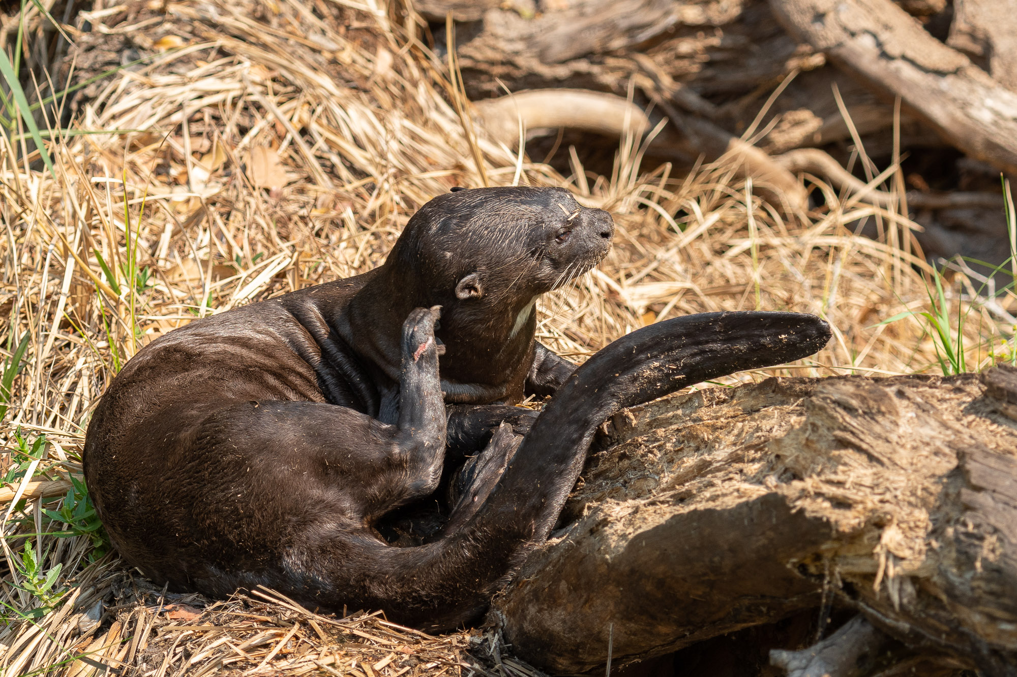 pantanal-loutre-trois