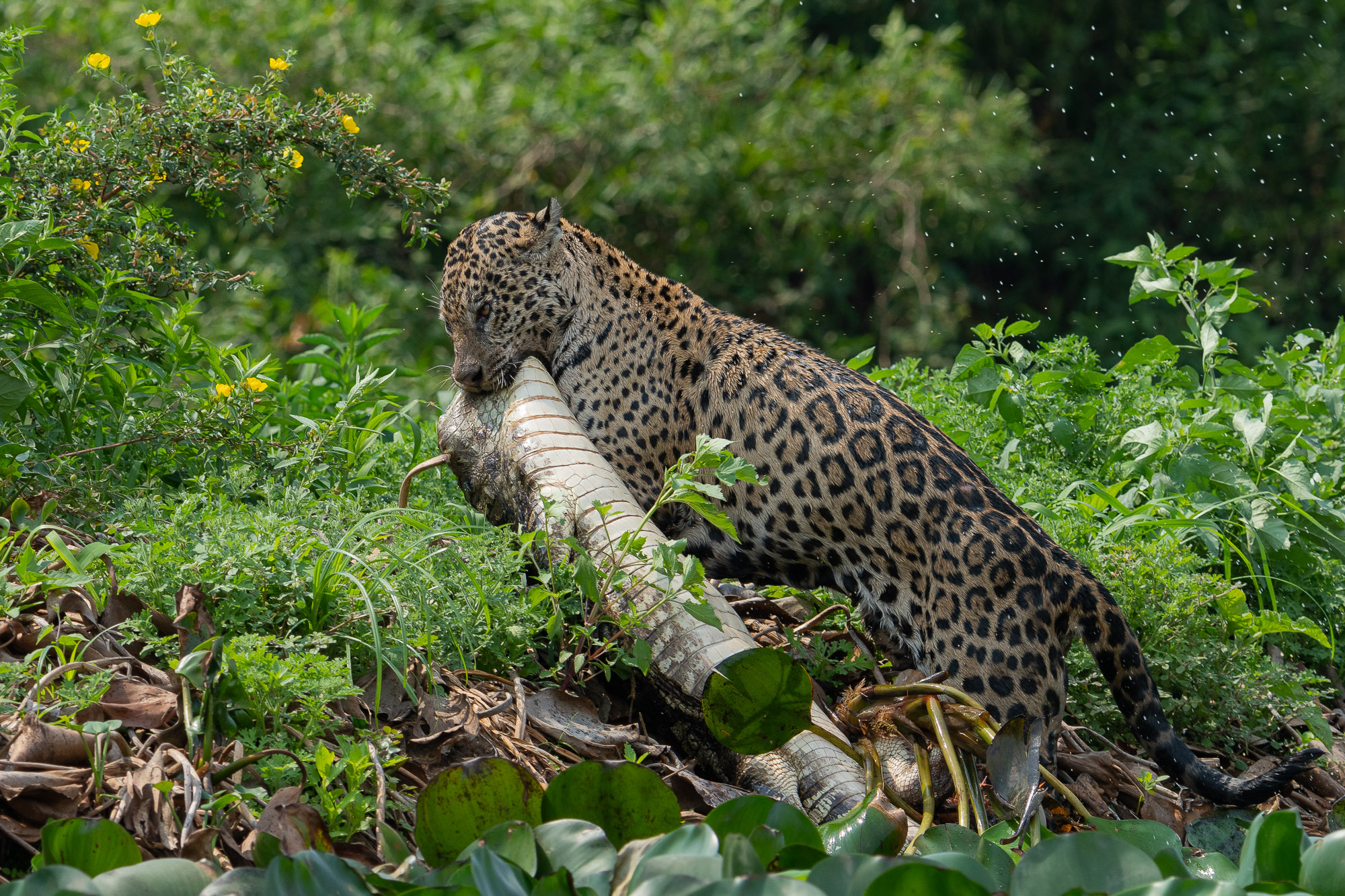 pantanal-prédation-deux