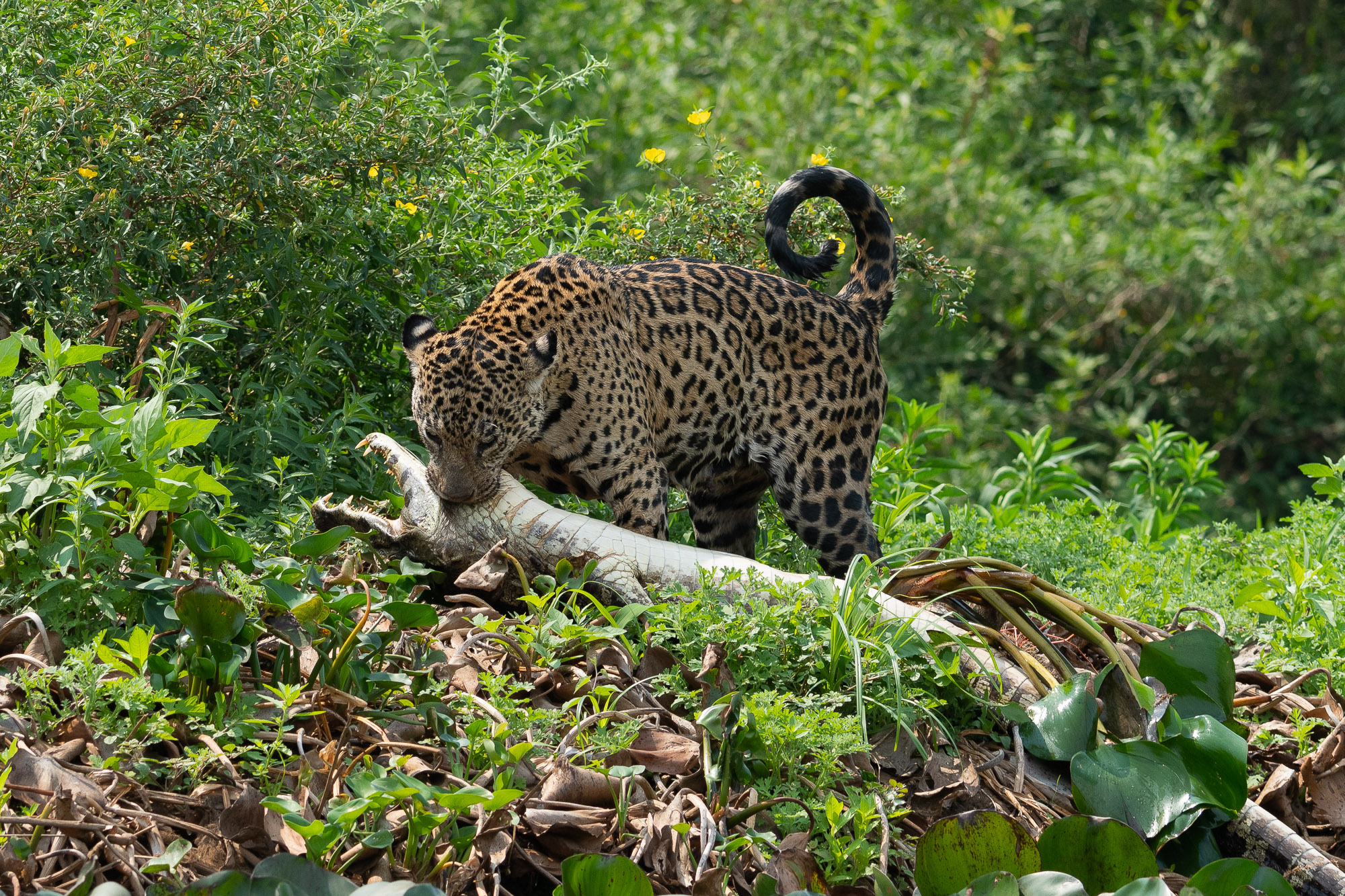 pantanal-prédation-quatre