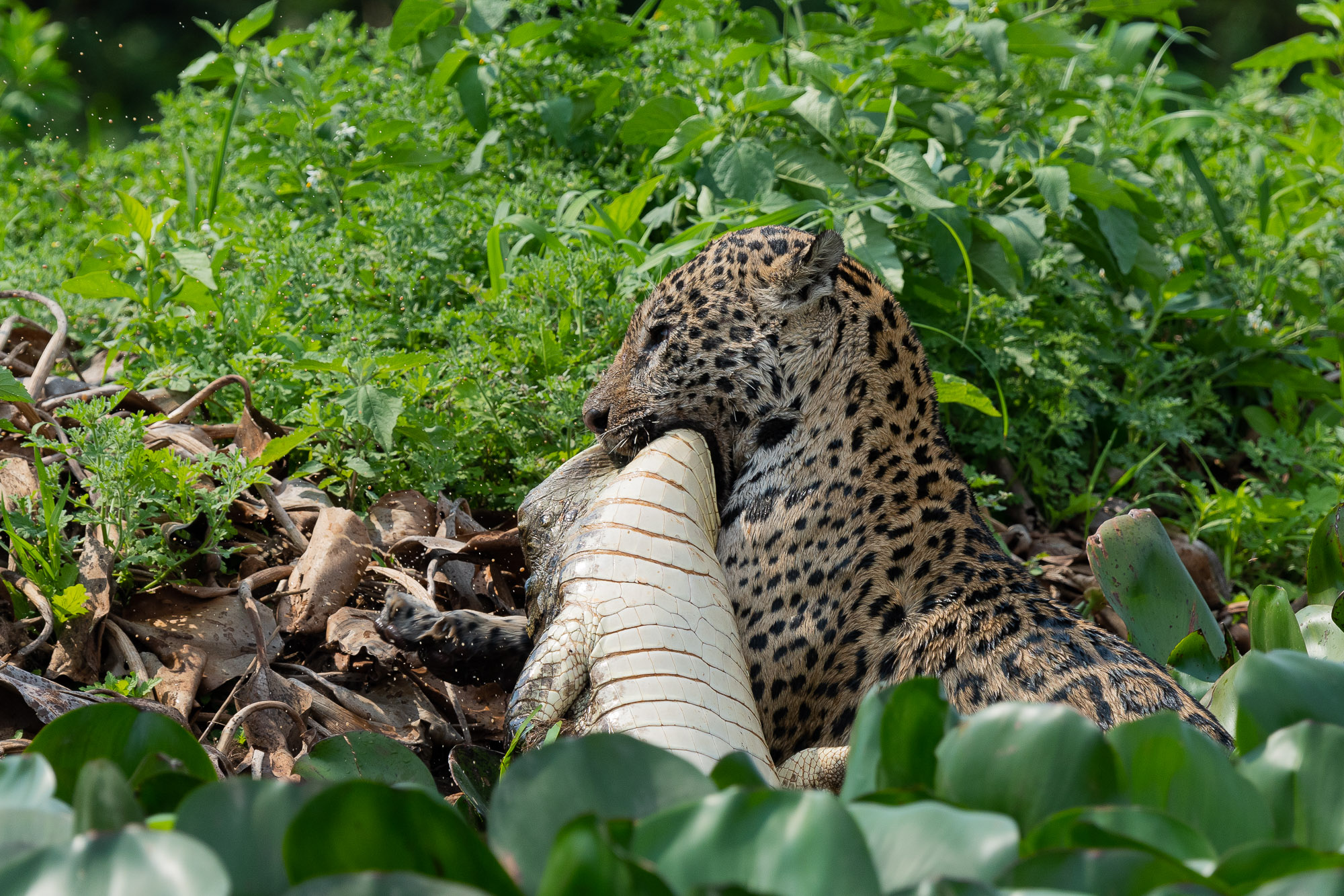 pantanal-prédation un