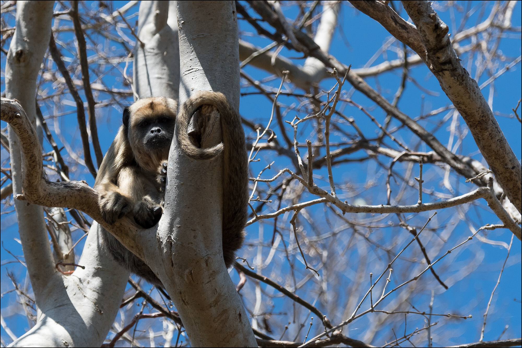 singe-hurleur-un