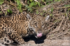 jaguar-femelle