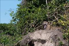 jaguar-matin-deux
