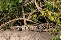 jaguar-matin-quatre