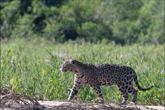 jaguar-trois-bis