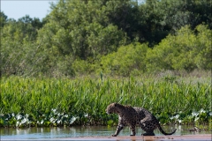 jaguar-trois