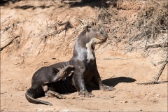 loutre-cinq