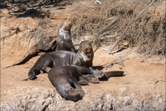 loutre-trois