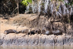 loutre-un