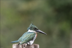 matin-pantanal