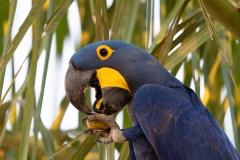 pantanal-ara-mange