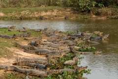 pantanal-caiman-un