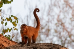 pantanal-capucin-deux