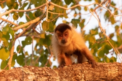 pantanal-capucin-trois