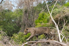 pantanal-chasse-berge-quatre