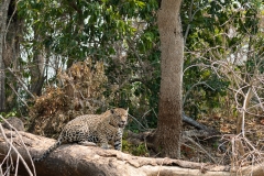 pantanal-chasse-berge-sept-2