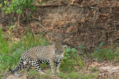 pantanal-chasse-berge-sept