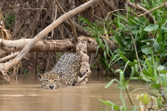 pantanal-chasse-berge-un