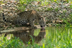 pantanal-cub-bois-un