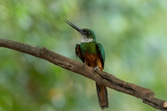 pantanal-jacamar-trois