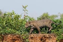 pantanal-jaguar-berge-douze