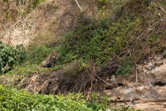 pantanal-jaguar-berge-huit