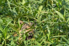 pantanal-jaguar-berge-neuf
