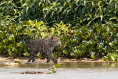 pantanal-jaguar-berge-six