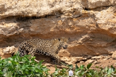 pantanal-jaguar-berge-un