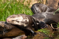 pantanal-loutre-cinq