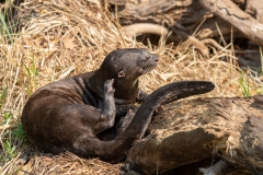 pantanal-loutre-trois 2