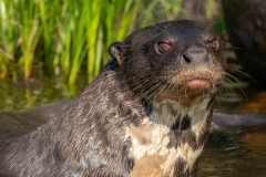 pantanal-loutre-un 2