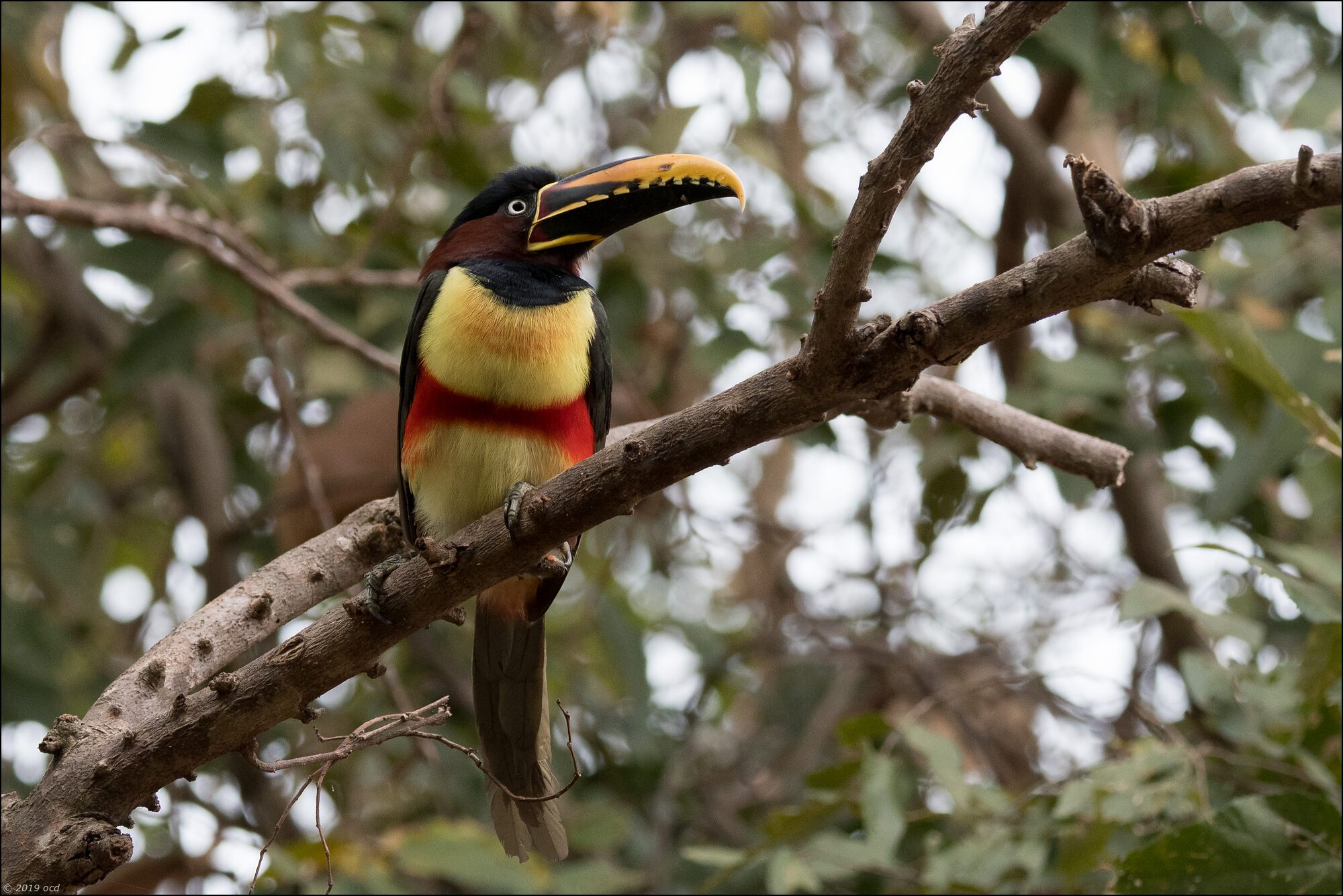 toucan-brésil