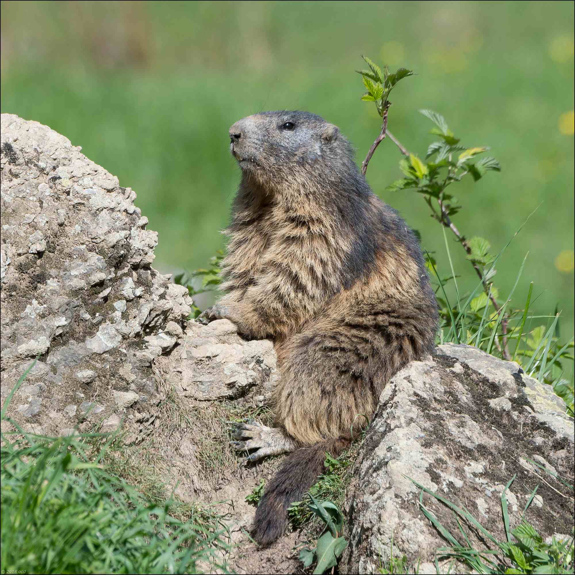 marmotte repos