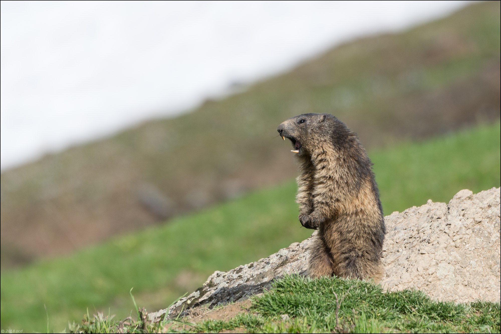 marmotte siffle