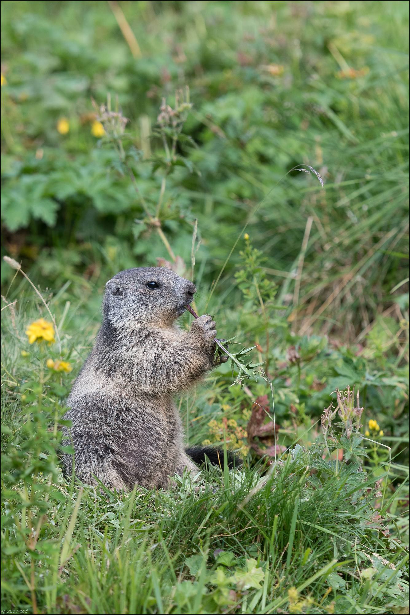 marmotton-2017-16 -juillet-deux