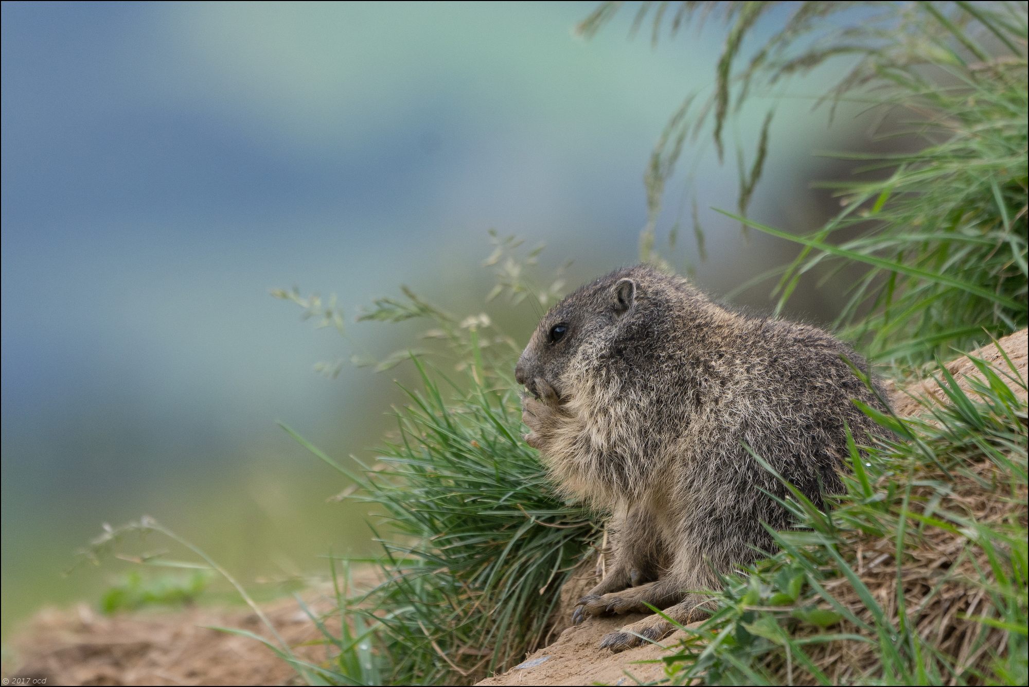 marmotton-2017-juillet-un