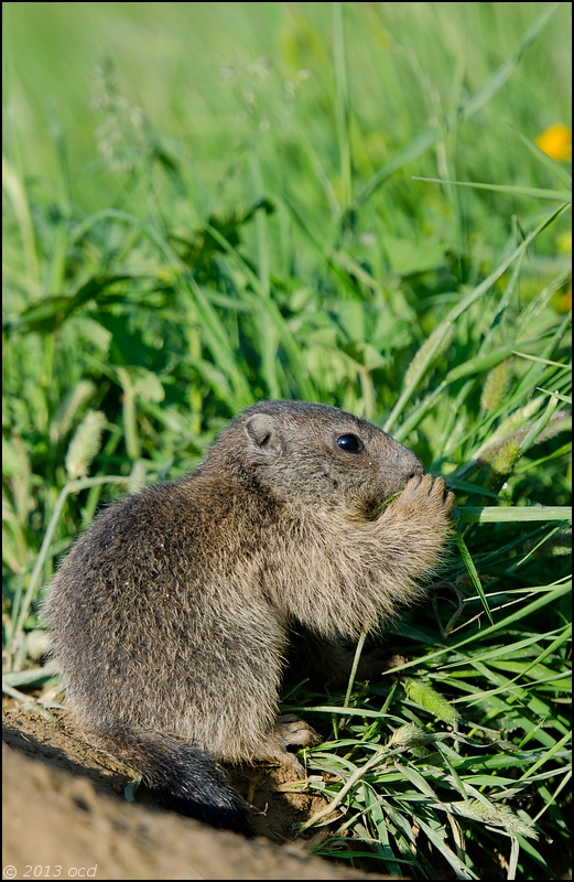 marmotton-mange-2