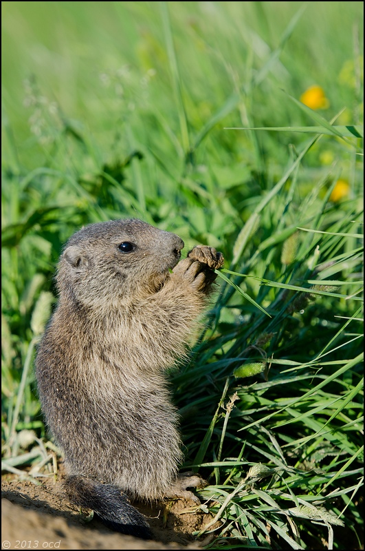 marmotton-mange-3