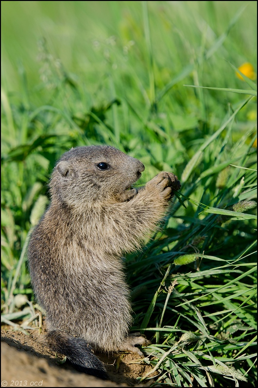 marmotton-mange-5