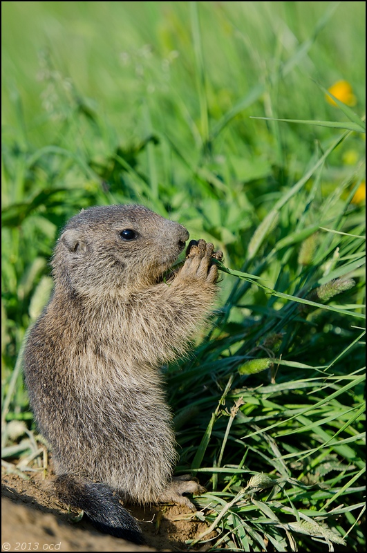 marmotton-mange-7