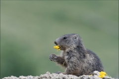 marmotton en soirée