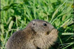 marmotton-mange-2