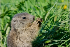 marmotton-mange-3