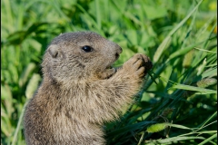 marmotton-mange-5