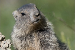 marmotton