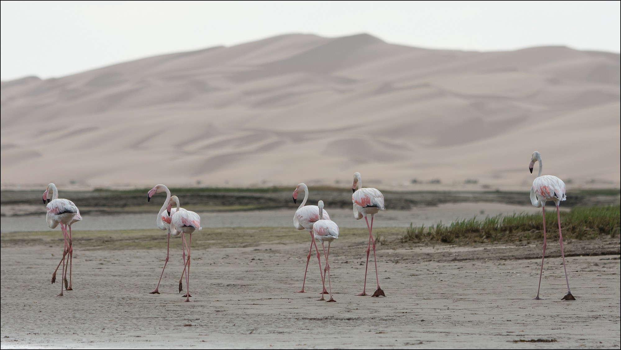 flamandrose-maroc-deux