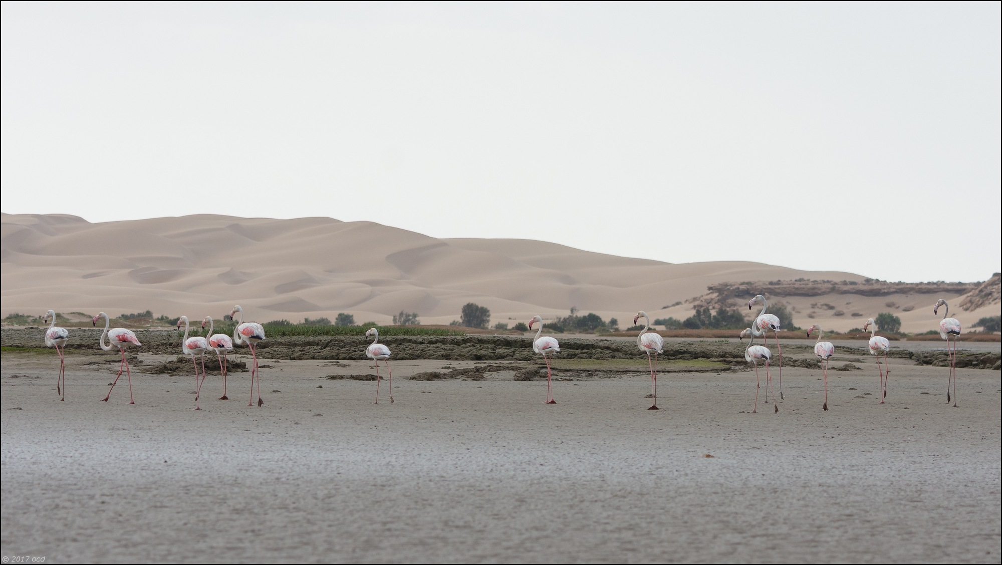 flamandrose-maroc-un