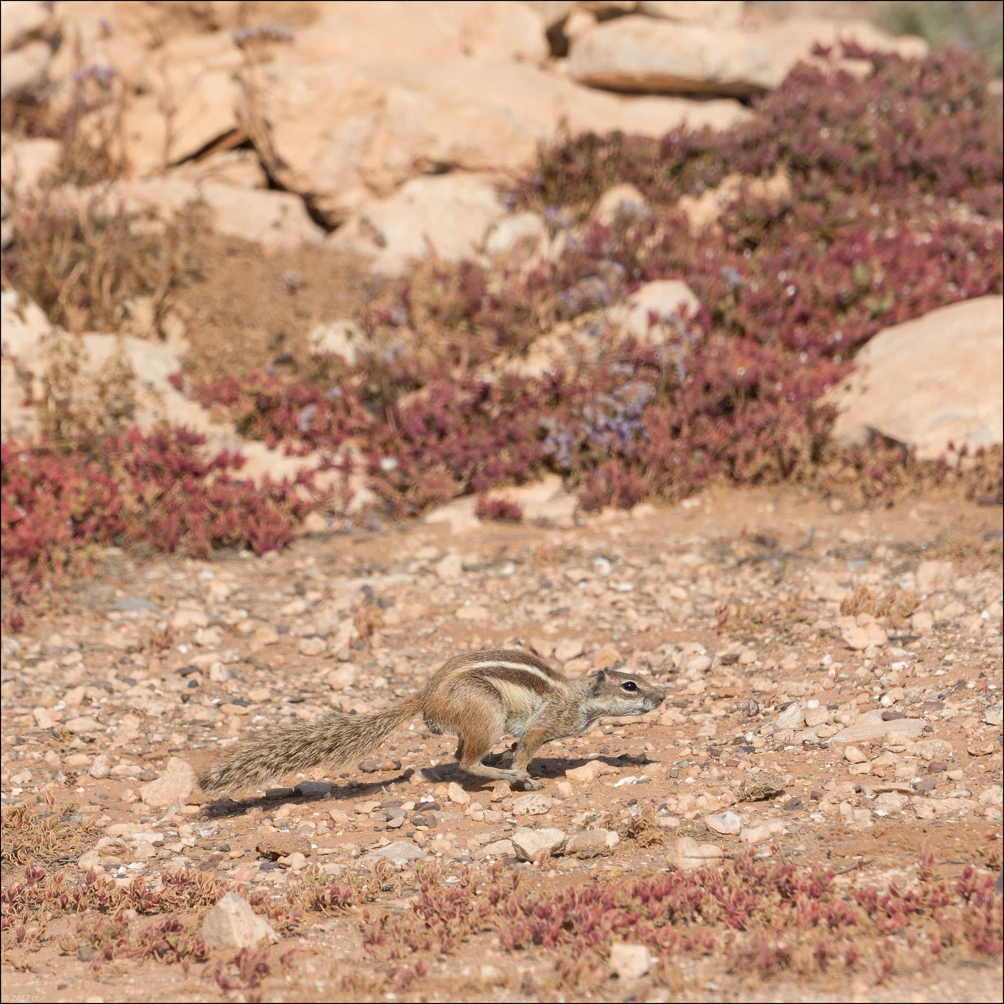 maroc-ecureil-trois