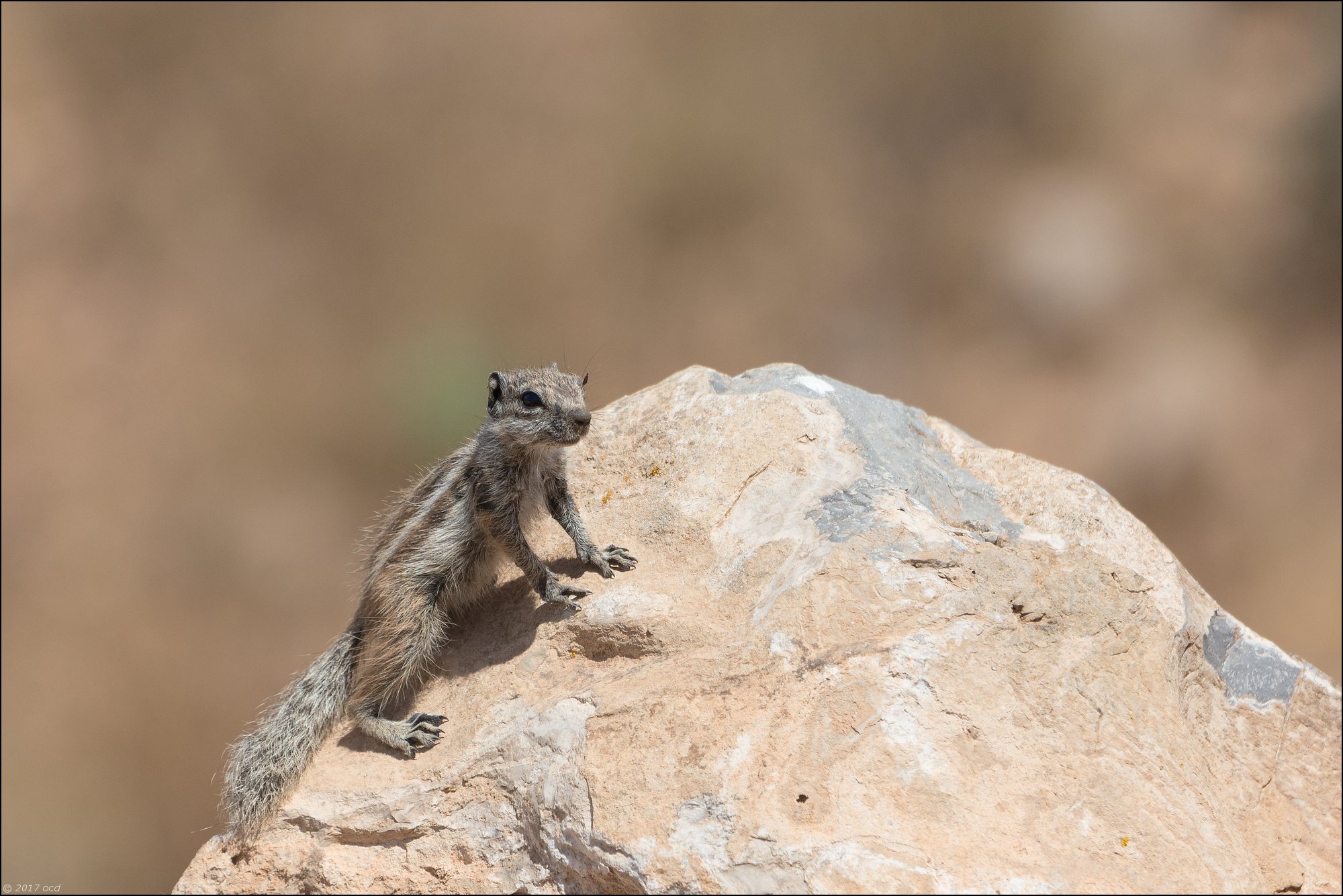 maroc-ecureil-un